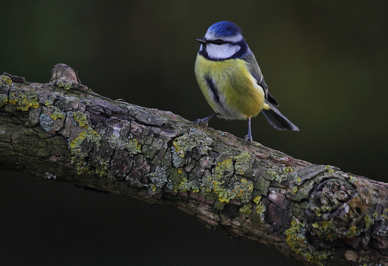 Blue Tit