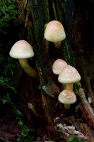 Sulphur Tufts