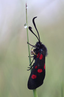 Five Spotted Burnet Moth