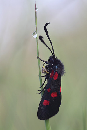 Five Spotted Burnet Moth