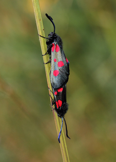Five Spotted Burnet Moths paired