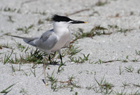 Sandwich Tern
