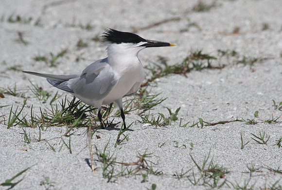 Sandwich Tern