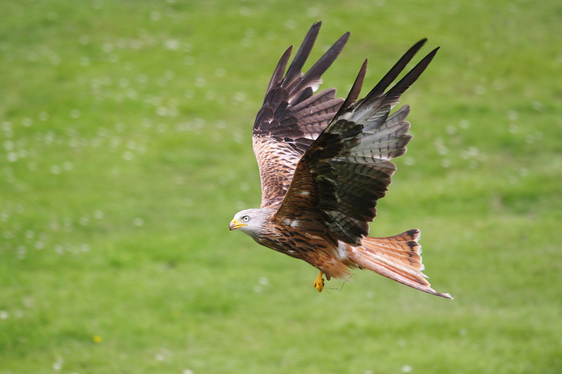 Red Kite