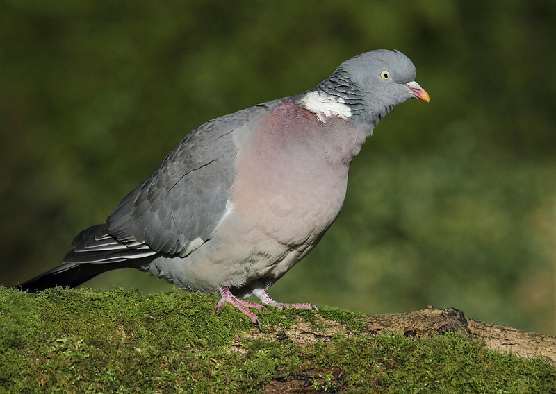Woodpigeon