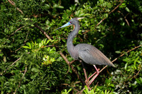 Tri-Colored Heron