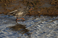Spotted Redshank