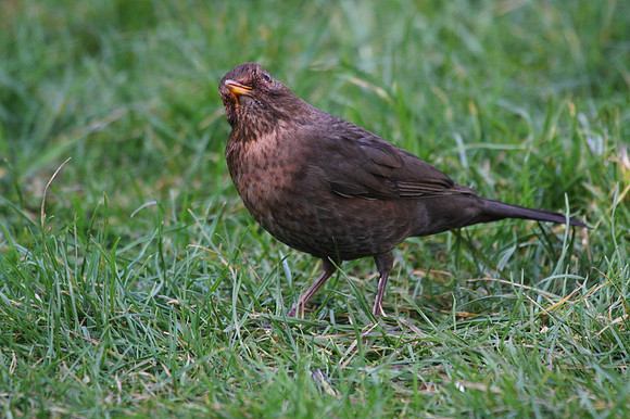 Female Blackbird