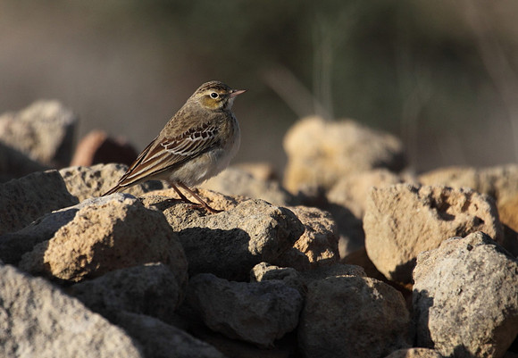 Pipit