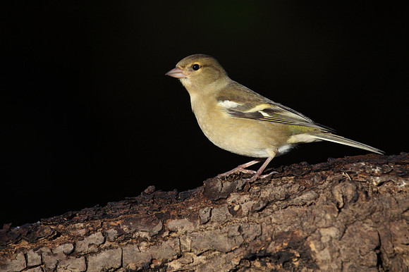 Female Chaffinch