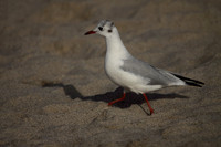 Black Headed Gull