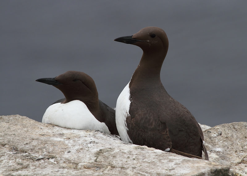Guillemots