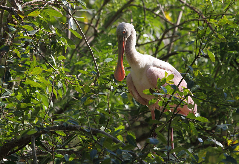 Roseate Spoonbill