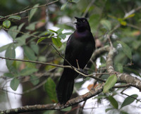 Common Grackle