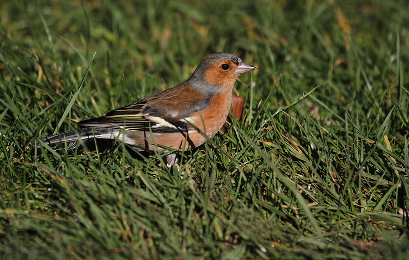Male Chaffinch