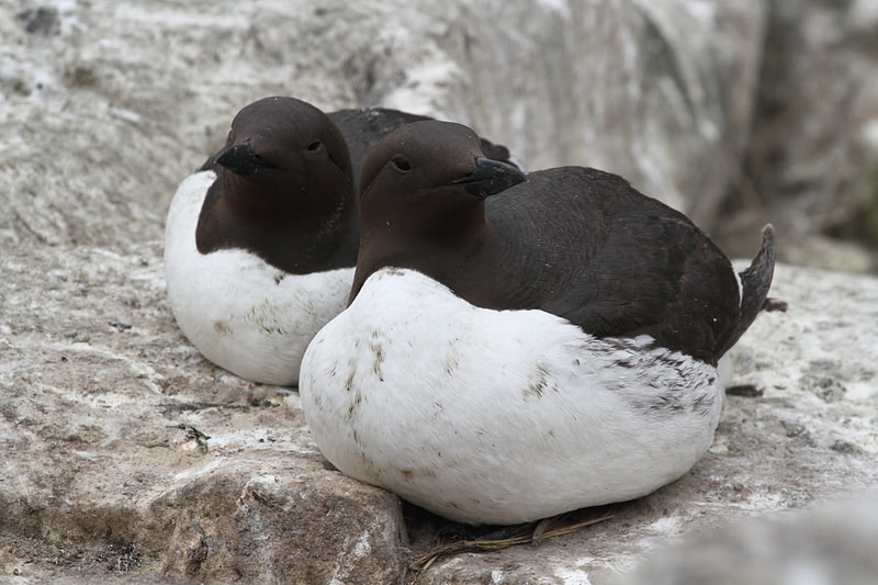 Guillemots
