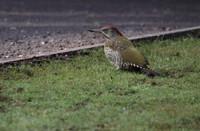 Green Woodpecker (Juvenile)