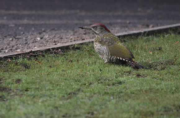 Green Woodpecker (Juvenile)