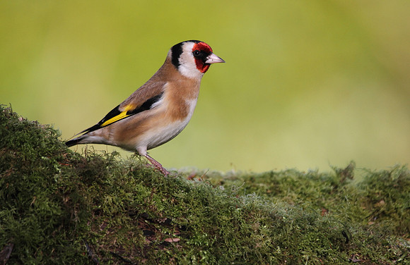 Goldfinch