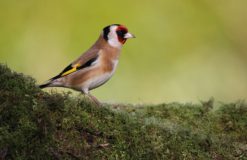 Goldfinch