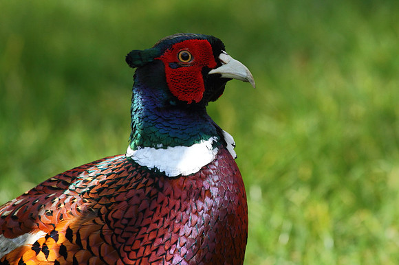 Pheasant