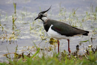 Lapwing