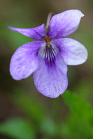 Dog Violet