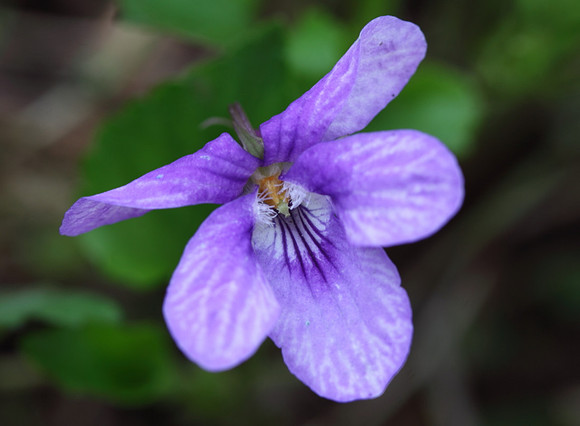 Dog Violet