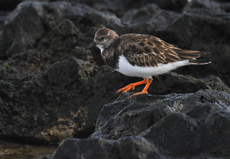 Turnstone