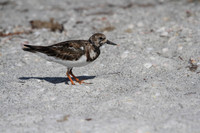 Ruddy Turnstone