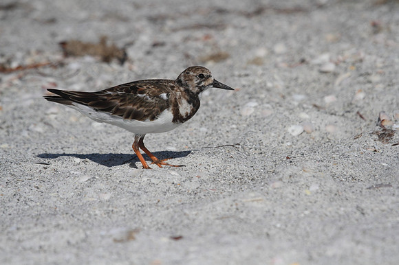 Ruddy Turnstone
