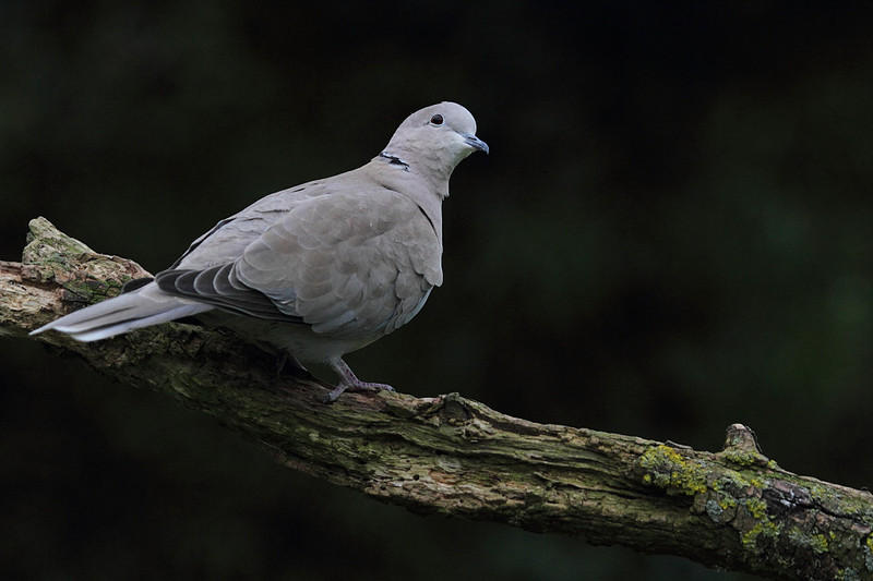 Collared Dove