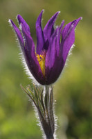 Pasque Flower