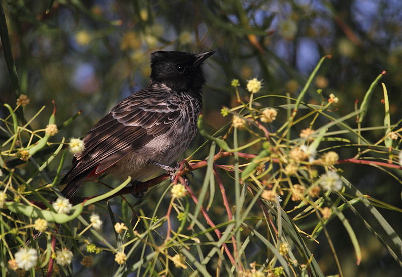 Red Vented Bulbul