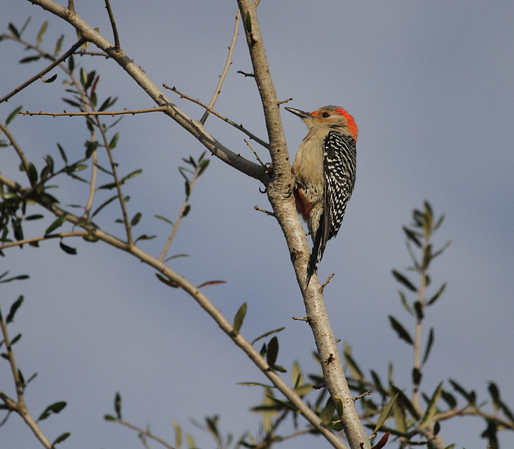 Red Bellied Woodpecker