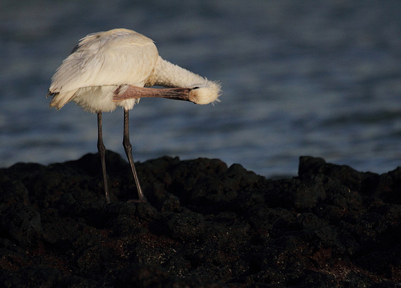 Spoonbill preening