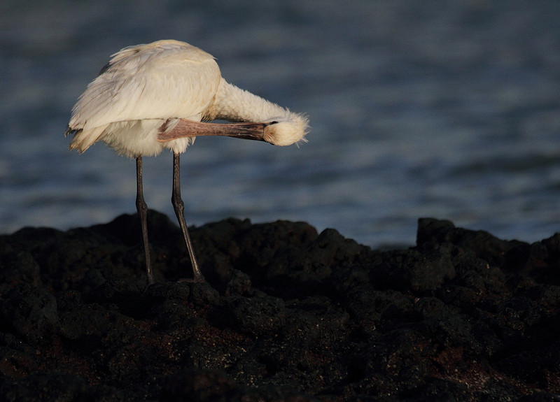 Spoonbill preening