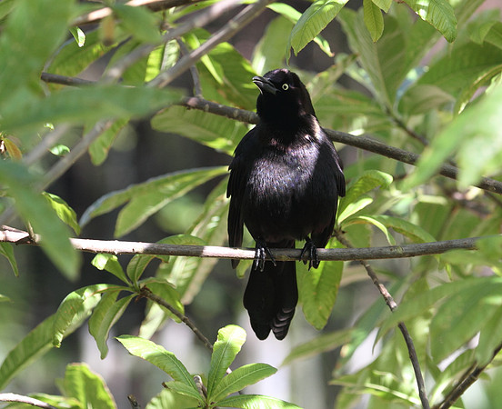 Common Grackle