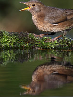 Feamle Blackbird
