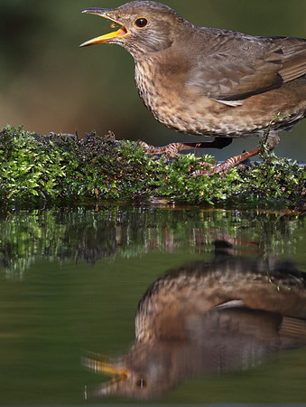 Feamle Blackbird