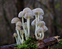 Mycena Epiterygia