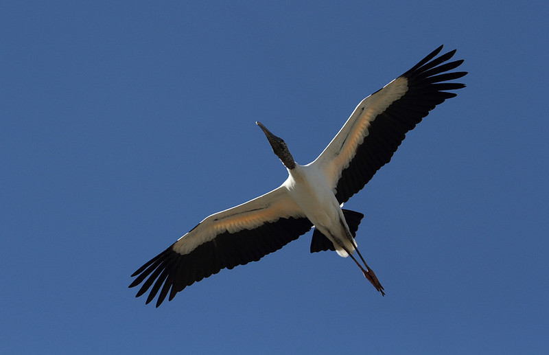 Wood Stork