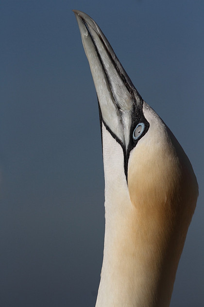 Gannet portrait