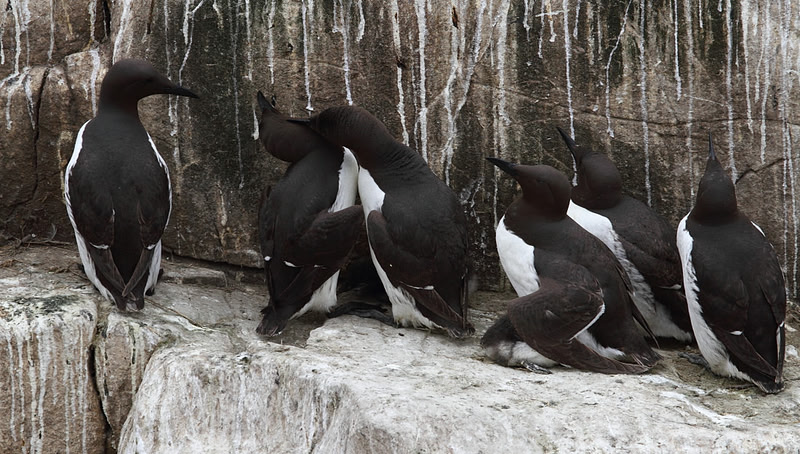 Guillemots