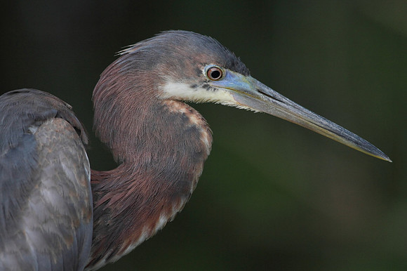 Tri-Colored Heron portrait