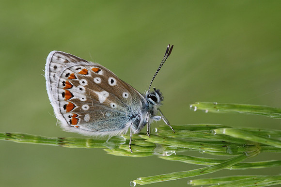 Common Blue Butterfly (male)