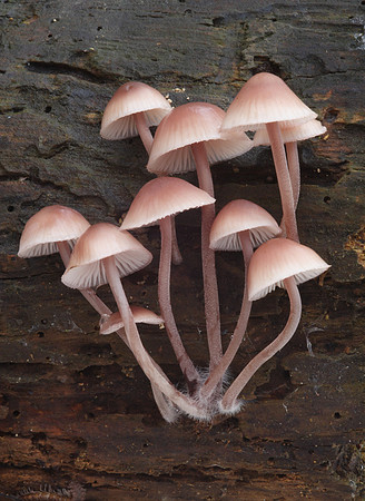 Mycena Fungi