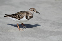 Ruddy Turnstone