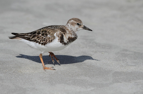 Ruddy Turnstone