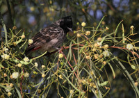 Red Vented Bulbul